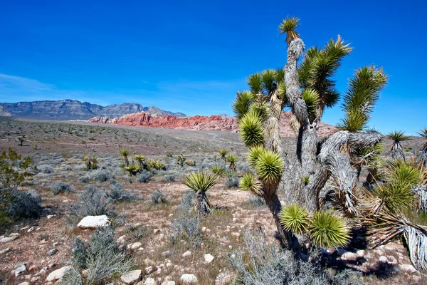 Nézd a mojave-sivatagban. — Stock Fotó