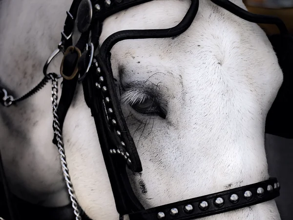Um retrato do cavalo branco . — Fotografia de Stock