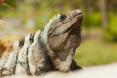 Iguana.