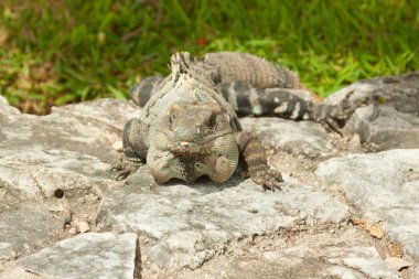 Iguana.