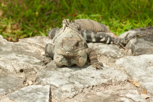 stock image Iguana.