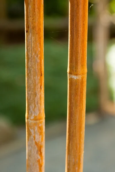 Cerca de bambu com um fio de teia de aranha . — Fotografia de Stock