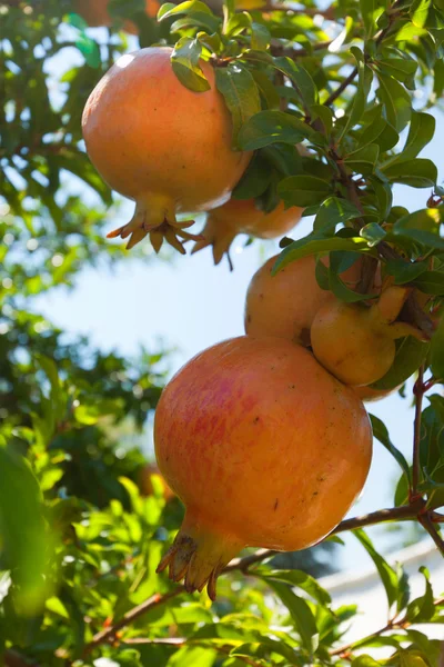 stock image Ripe pomegranates on the tree.