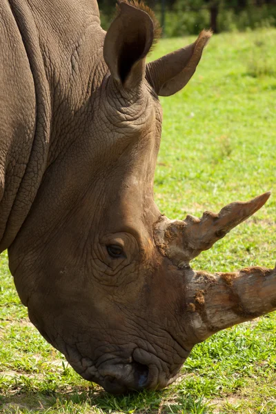 stock image Rhinoceros.