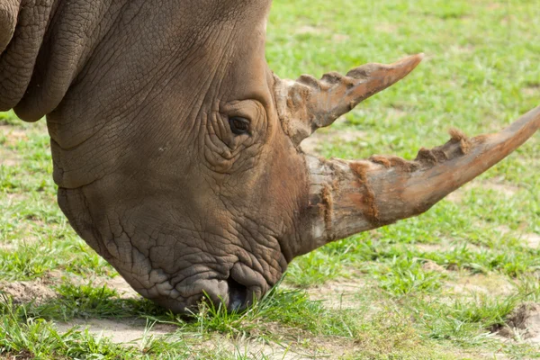 stock image Rhinoceros.