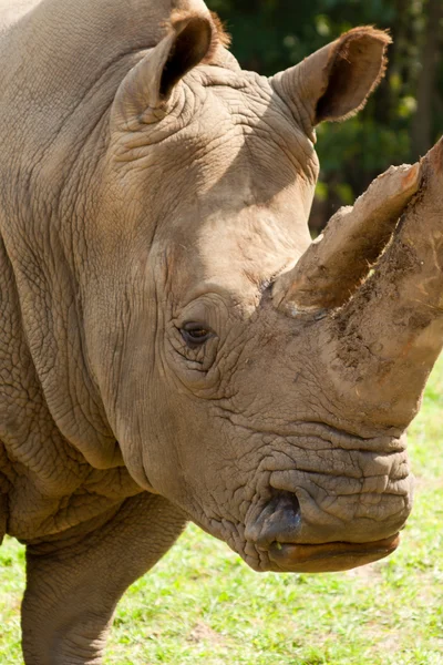 stock image Rhinoceros.