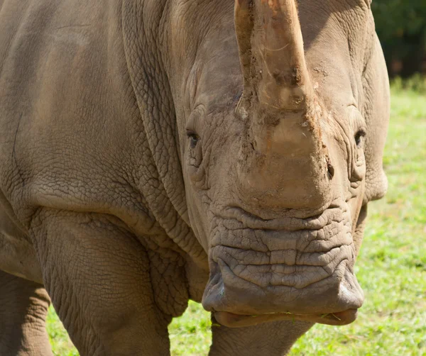 Носорог . — стоковое фото
