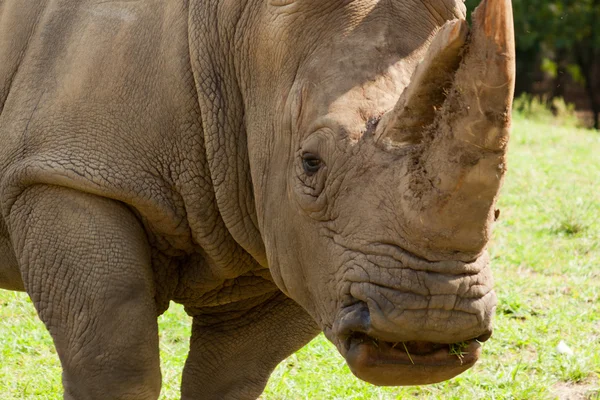Rinoceronte . — Fotografia de Stock