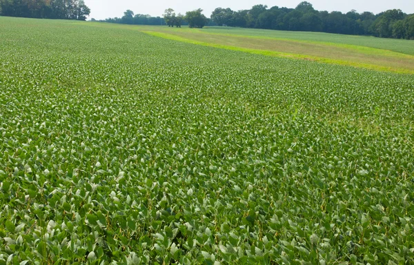 エンドウ豆、農地に成長しています。. — ストック写真