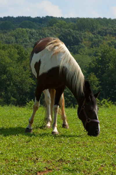 Häst betar på ängen. — Stockfoto