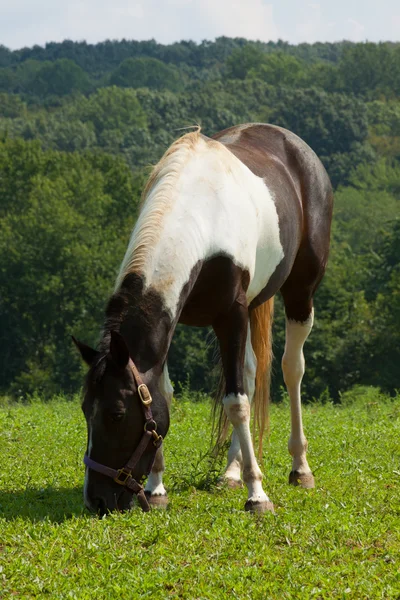 Cavalo pastando no prado. — Fotografia de Stock