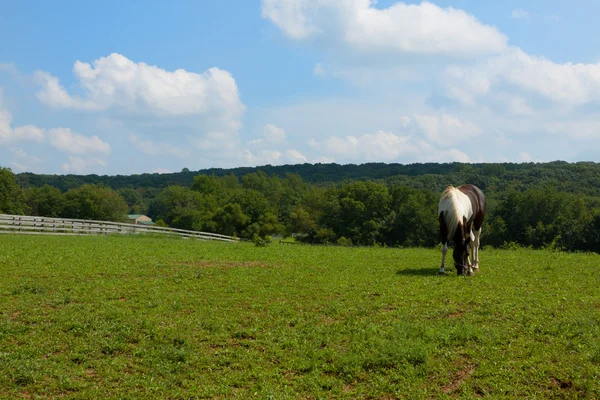 Horse grazing in the meadow. — Stock Photo, Image