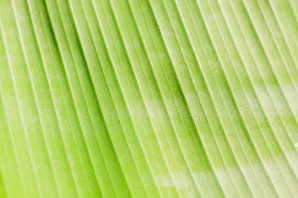 Banana leaf. — Stock Photo, Image