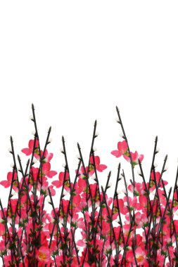 Çin yeni yılı Erik çiçeği arka plan