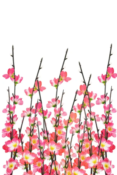 stock image Chinese New Year cherry blossoms background