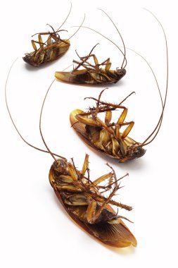 Dead cockroaches clipart