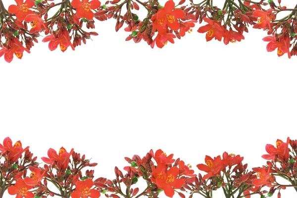 stock image Red floral design border