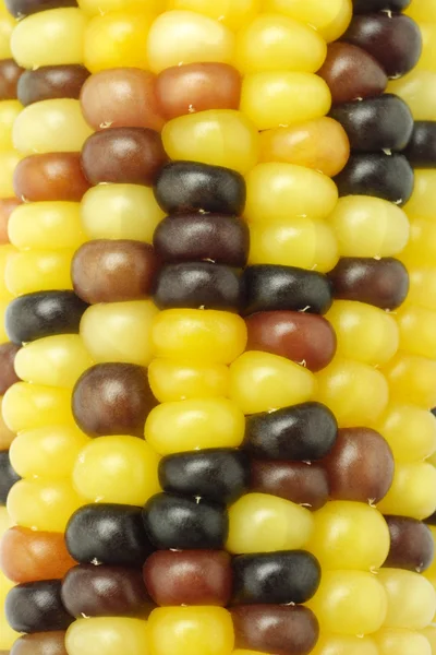 Colorido indiana milho fundo — Fotografia de Stock