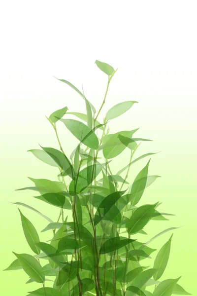 Plantas verdes — Fotografia de Stock