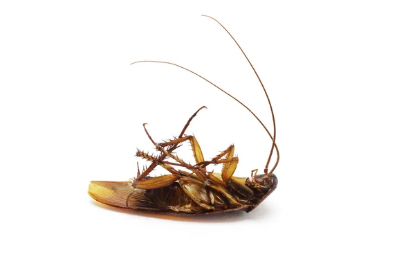Martwe karalucha — Zdjęcie stockowe
