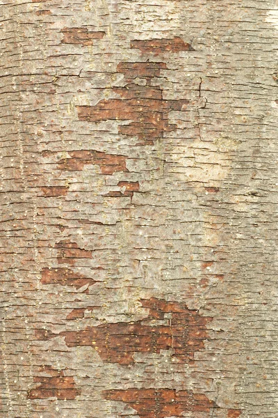 Écorce d'arbre fond — Photo