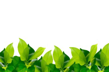 Green young leaves border clipart