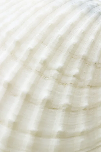 Fondo de la textura de la superficie de concha marina — Foto de Stock