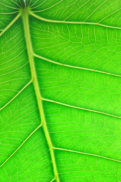 녹색 잎의 이미지를 닫습니다 — 스톡 사진