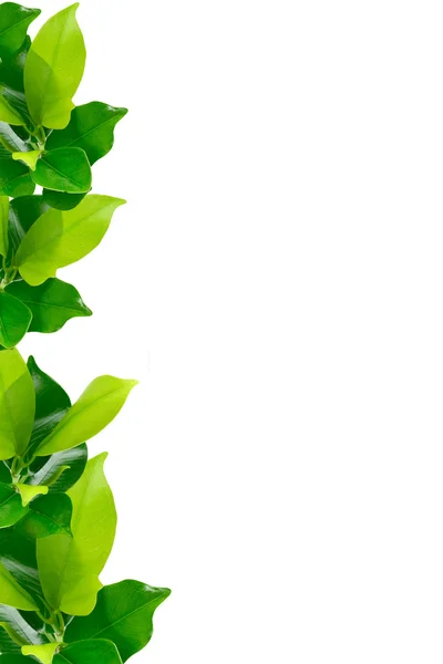 녹색 젊은 식물 테두리 — 스톡 사진