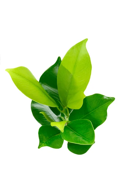 Zöld fiatal növény — Stock Fotó