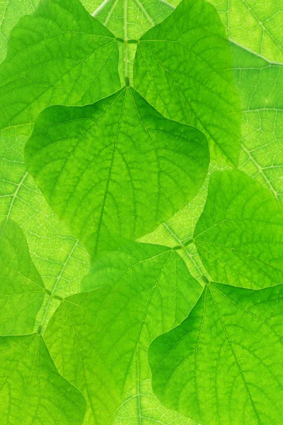 Abstrakt grön leves bakgrund — Stockfoto