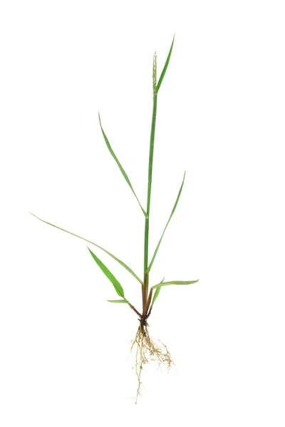 Grönt gräs med rötter — Stockfoto