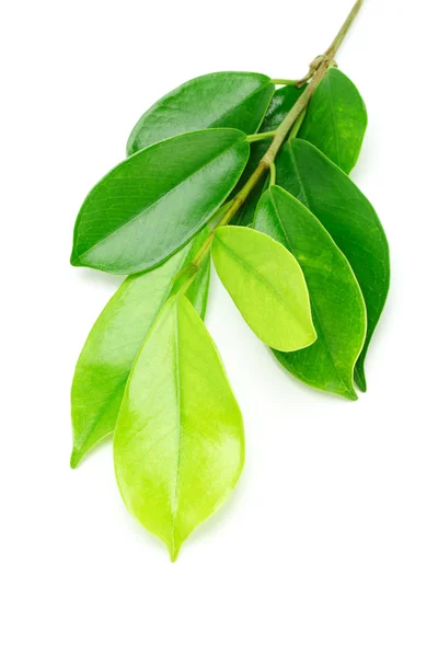Шінні зеленого листя — стокове фото