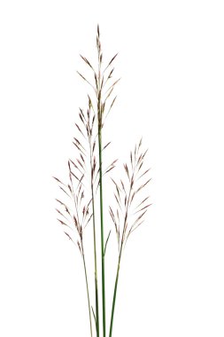 Tropical grass seed stalks clipart