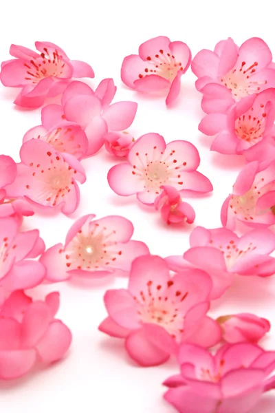 Plum blossoms on white background — Stock Photo, Image