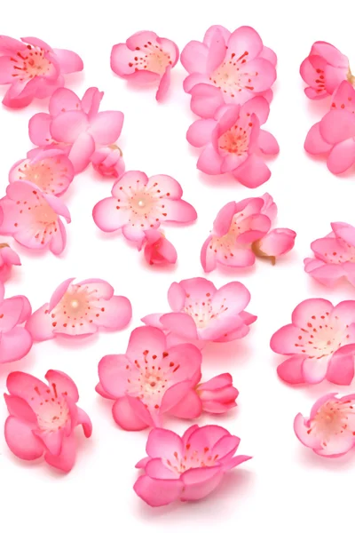 Plum blossoms background — Stock Photo, Image