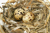 křepelčí vejce v hnízdě