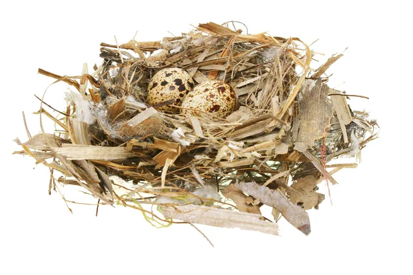 Quail eggs in nest — Stock Photo, Image