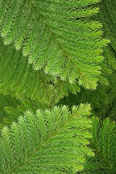 Foglie di conifere sempreverdi — Foto Stock