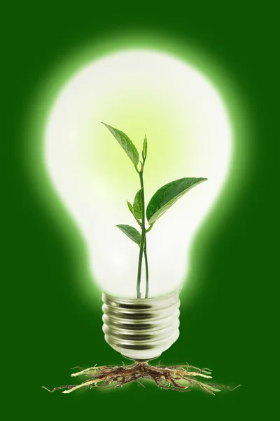 Jovem planta em lâmpada — Fotografia de Stock