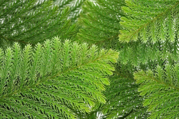 Vintergröna barrträd blad — Stockfoto