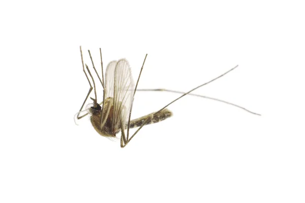 Halott szúnyog — Stock Fotó