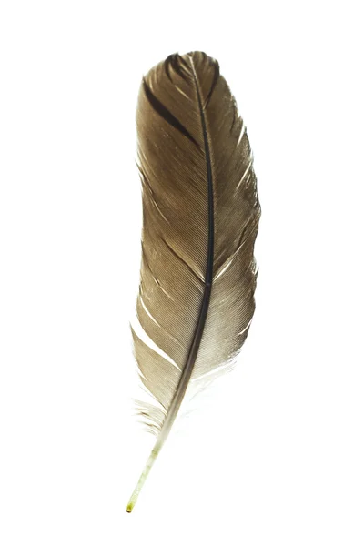Bird's feather — Stock Photo, Image