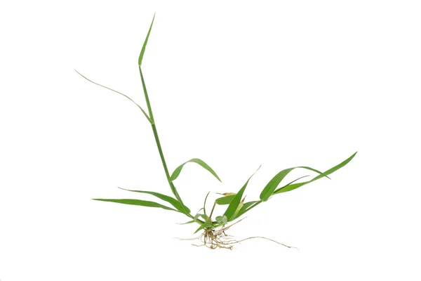 Grünes Gras mit Wurzeln — Stockfoto