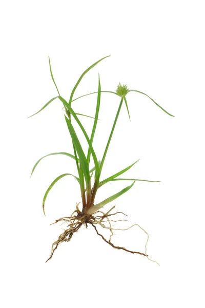 Erba verde con radici — Foto Stock