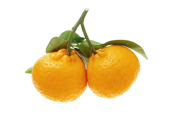 Naranjas de mandarina —  Fotos de Stock