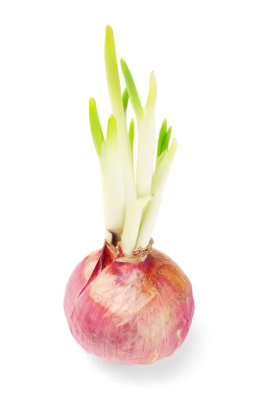 Onion bulb growing with shoots — Stock Photo, Image