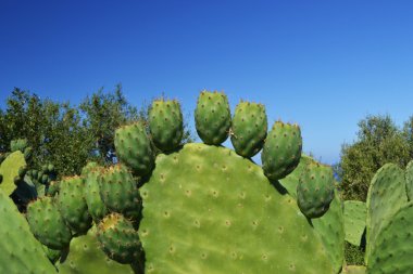 pricky armut - opuntia ficus Idica Akdeniz bitki örtüsü içinde.