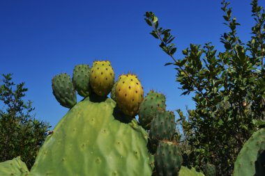 pricky armut - opuntia ficus Idica Akdeniz bitki örtüsü içinde.