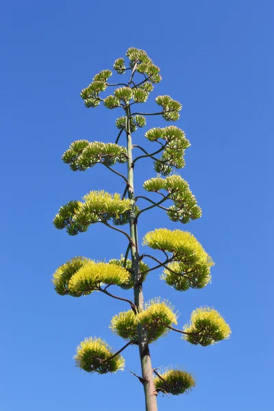 Stock image Agave's flower.